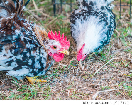 Local breed bantam in Thailand 9417521