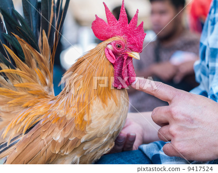 Local breed bantam in Thailand Local breed bantam in Thailand 9417524