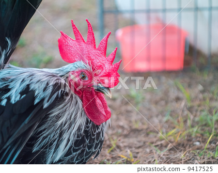 Local breed bantam in Thailand 9417525
