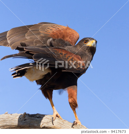 Harris Hawk 9417673
