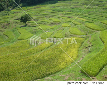 Oyama Senjita在夏天 Oyama Senjita在夏天 9417864