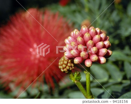 Akabana Brush Mame 9418156