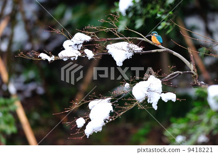 太平 太平 9418221