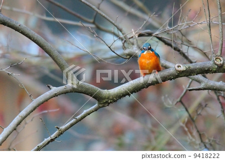 太平 太平 9418222