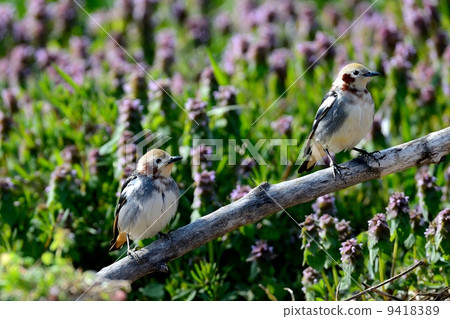 Komukidori Komukidori 9418389