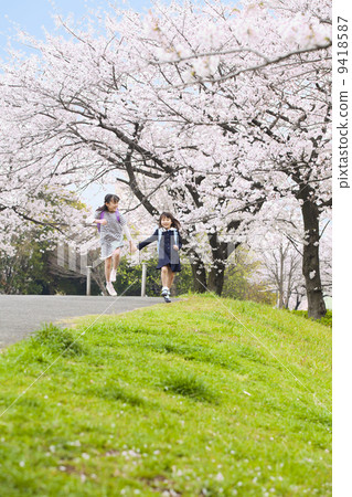 Cherry blossom trees 9418587