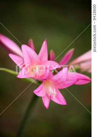 Amar Clinum Amar Clinum 9418600