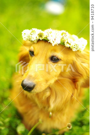 狗戴著花冠 9418710
