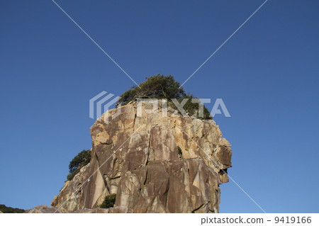 A tree growing in a cliff A tree growing in a cliff 9419166