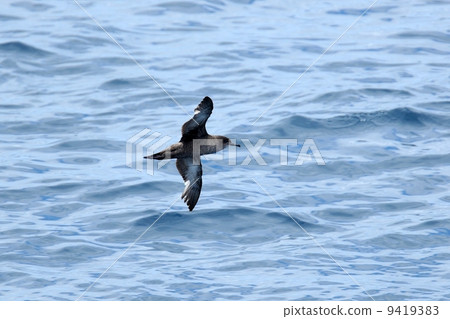 High-heeled Mizunagidori 9419383