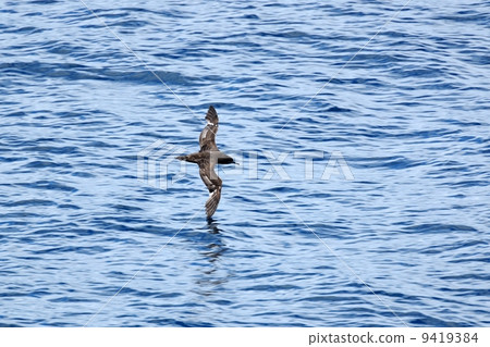 High-heeled Mizunagidori High-heeled Mizunagidori 9419384