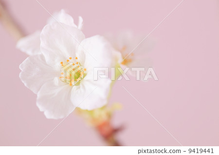 Keiko Sakura (Kei Ozakura) 9419441