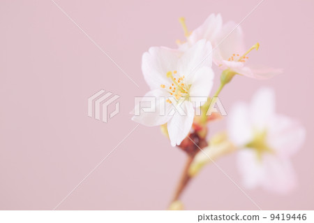 Keiko Sakura (Kei Ozakura) 9419446