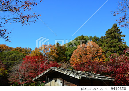 Higashiyama Botanical Garden in the fall 9419850