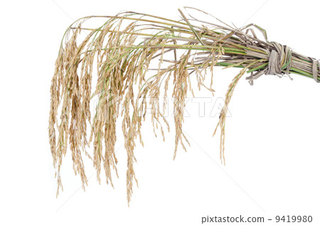 paddy rice on white background paddy rice on white background 9419980