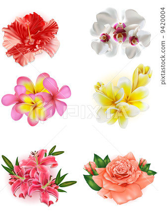 set of beautiful flowers: lily, rose, hibiscus, orchid, plumeria  9420004