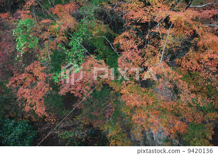 Autumn leaves of Kameyama lake 9420136