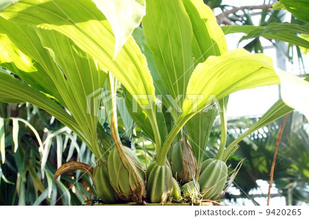 Gongola · Quink Energy Wis Gongola · Quink Energy Wis 9420265