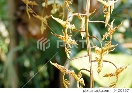 Gongola · Quink Energy Wis 9420267