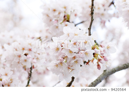 Cherry Blossoms	 9420564