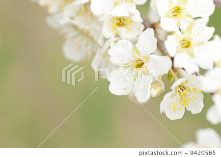 Flower of Lee Flower of Lee 9420565