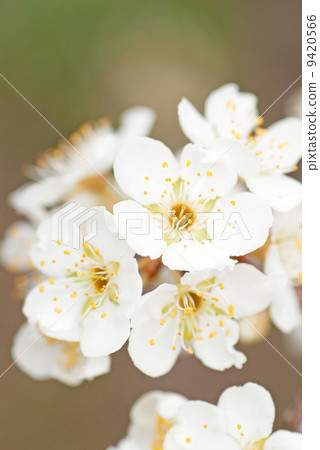 Flower of Lee Flower of Lee 9420566