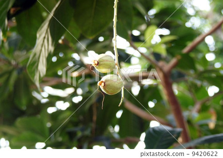 sagaribana的果實 9420622