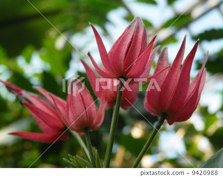 Pavonia · Gredohiri Pavonia · Gredohiri 9420988