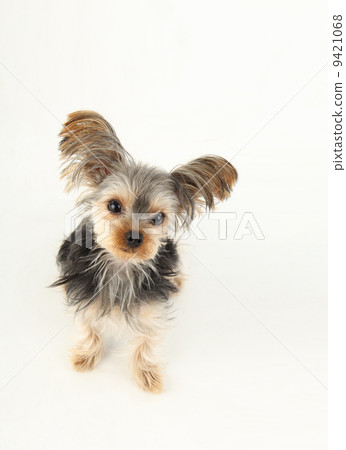 Yorkshire Terrier 9421068