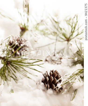 Christmas tree Christmas tree 9421375