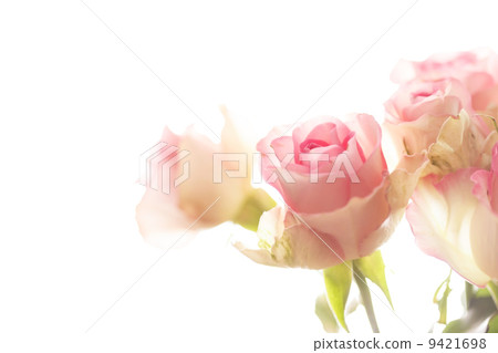 beautiful rose 9421698