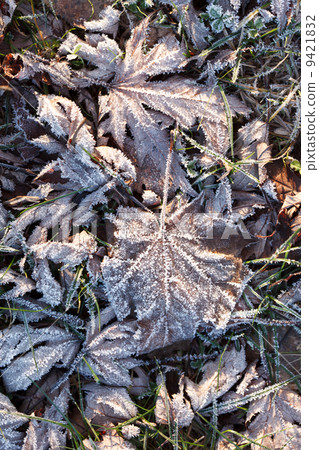 frozen leaves frozen leaves 9421832