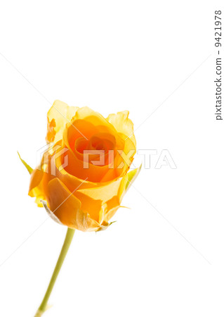 beautiful rose beautiful rose 9421978
