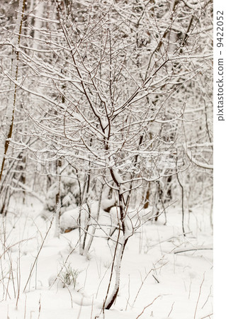 winter forest 9422052