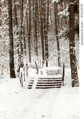 winter forest 9422076