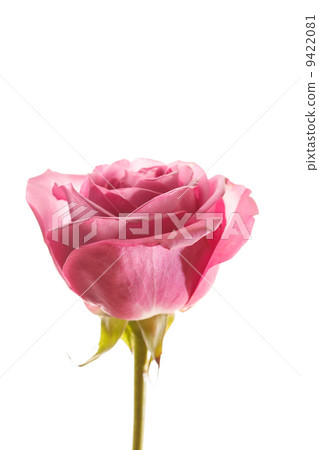 beautiful rose 9422081