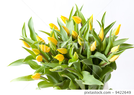 nice tulips nice tulips 9422649
