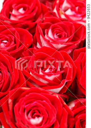 red roses red roses 9422653