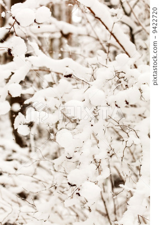winter forest winter forest 9422720