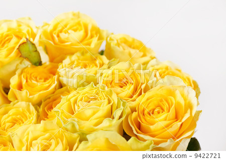 beautiful roses 9422721