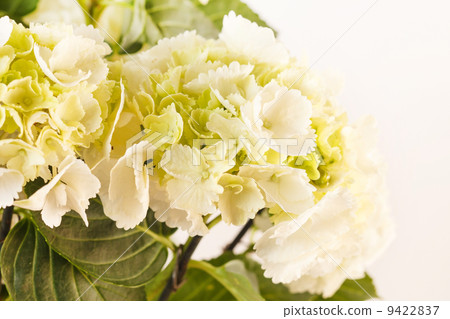 beautiful hydrangea beautiful hydrangea 9422837