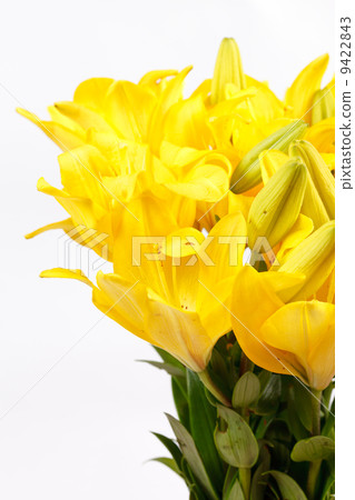 Beautiful lilies Beautiful lilies 9422843