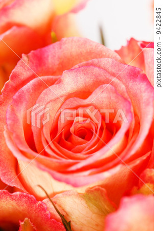 beautiful roses beautiful roses 9422845
