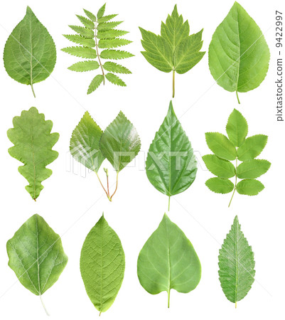 Set from leafs 9422997