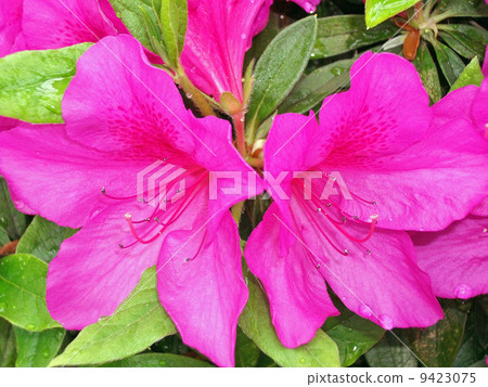 Azalea 9423075
