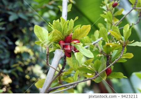 Miracle fruit Miracle fruit 9423211