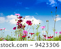 Blue sky and cosmos 9423306