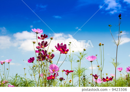 Blue sky and cosmos Blue sky and cosmos 9423306