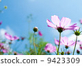 Blue sky and cosmos 9423309