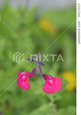 Salvia microfila 9423323